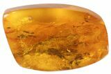 Mammalian Hair Preserved In Baltic Amber - Rare! #93845-1